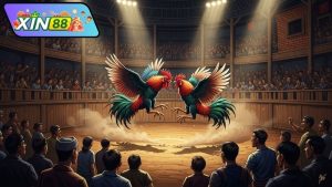 da-ga-cua-dao-phat-lai