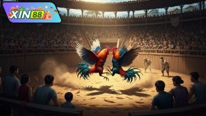 da-ga-cua-thomo-truc-tiep