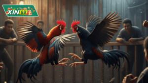 Đá gà gian lận – Khi truyền thống võ kê bị biến tướng 